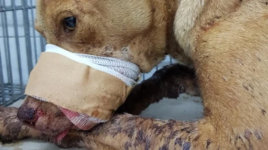 Perro gravemente herido por un petardo Perro gravemente herido por un petardo