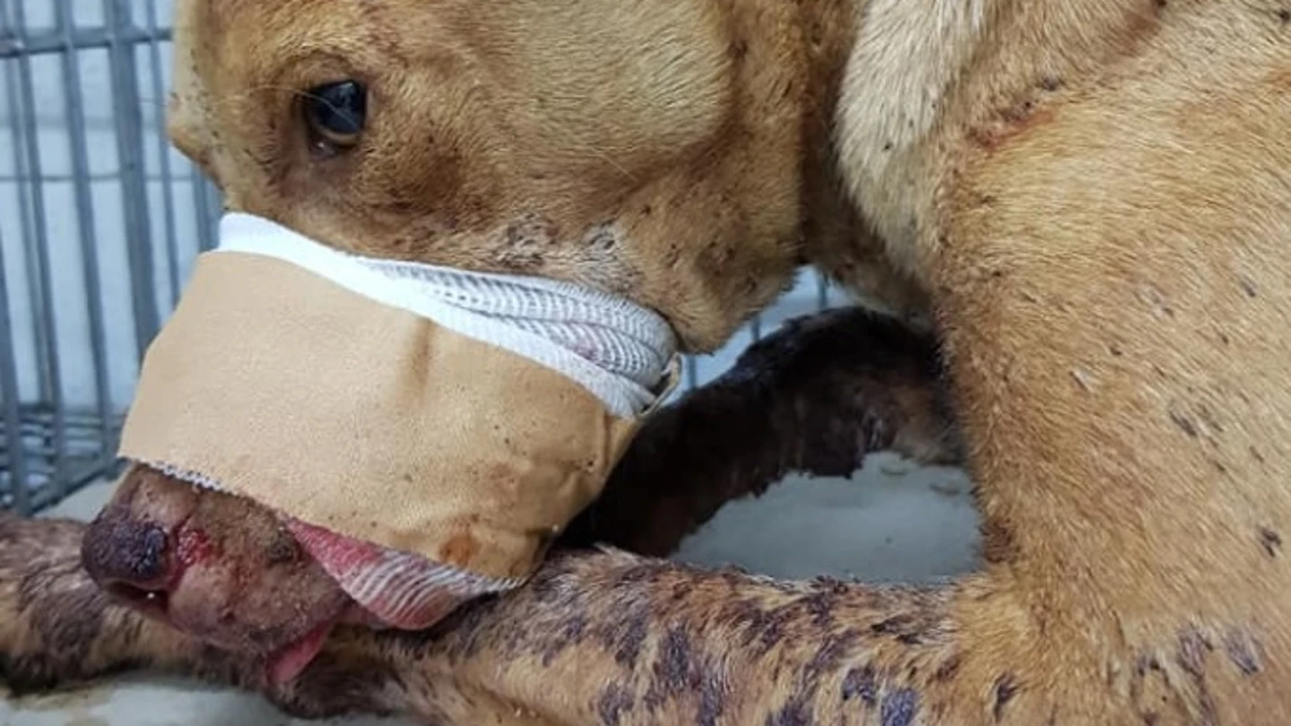 Perro gravemente herido por un petardo Perro gravemente herido por un petardo