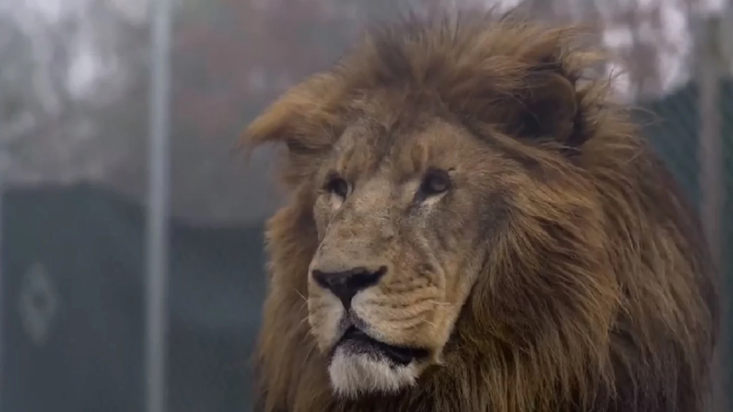 Imagen del león que atacó a uno de los trabajadores de un centro de conservación de animales salvajes de Carolina del Norte Imagen del león que atacó a uno de los trabajadores de un centro de conservación de animales salvajes de Carolina del Norte