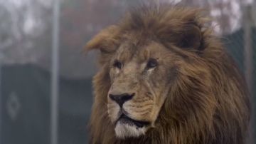 Imagen del león que atacó a uno de los trabajadores de un centro de conservación de animales salvajes de Carolina del Norte