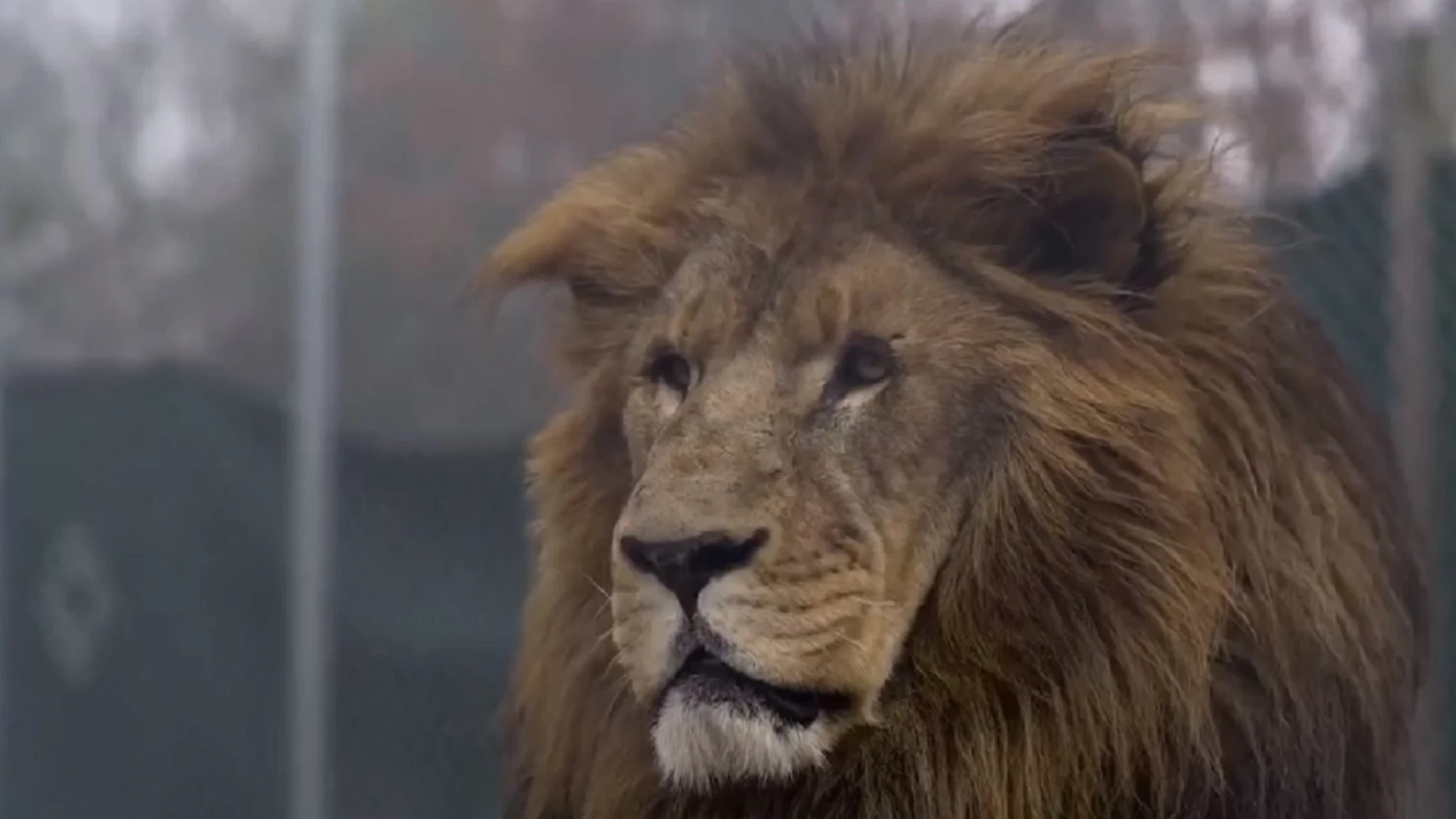 Muere un hombre tras ser atacado por un león que se escapó de un centro de  cría de animales salvajes en EEUU