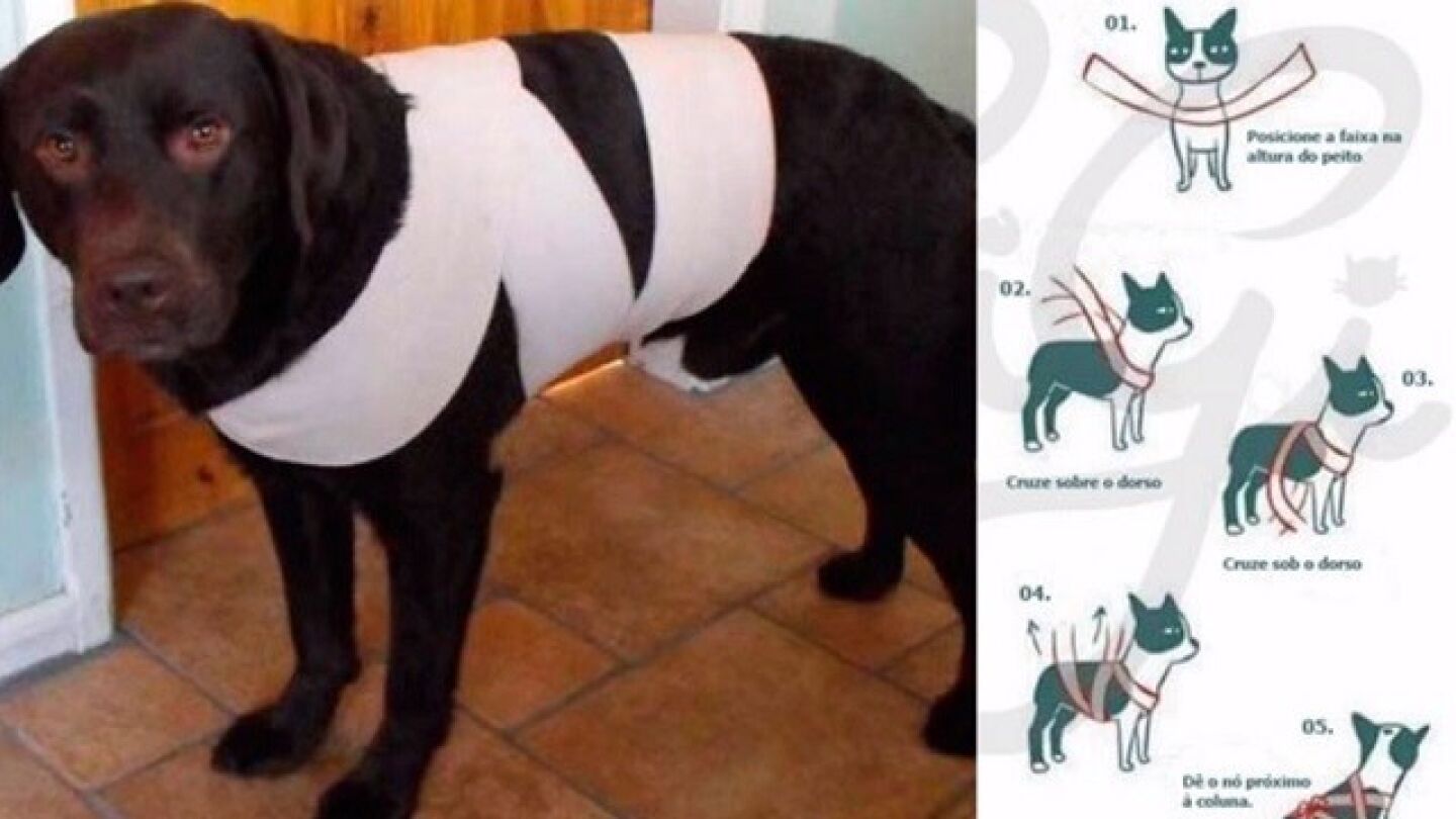 Imagen de un perro con una venda para evitar que se asuste con los fuegos artificiales