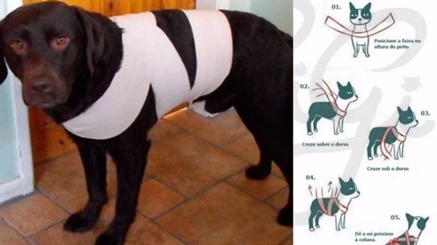 Imagen de un perro con una venda para evitar que se asuste con los fuegos artificiales Imagen de un perro con una venda para evitar que se asuste con los fuegos artificiales