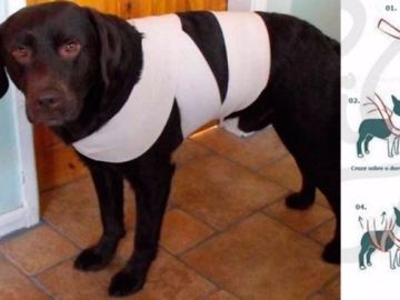 Imagen de un perro con una venda para evitar que se asuste con los fuegos artificiales Imagen de un perro con una venda para evitar que se asuste con los fuegos artificiales