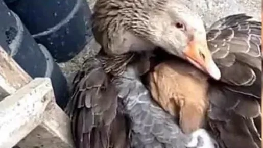 Pato protegiendo a un cachorro del frío