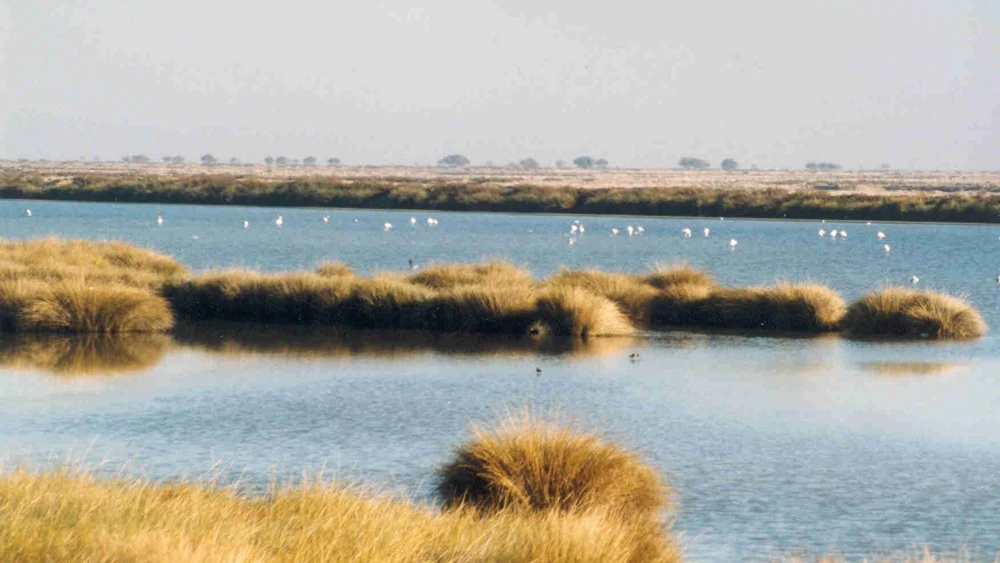 Doñana