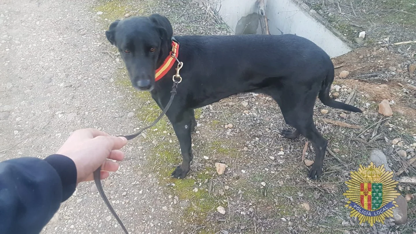 La perrita fue rescatada después de dos días de búsqueda El animal apareció con lesiones en una pata