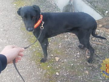 La perrita fue rescatada después de dos días de búsqueda La perrita fue rescatada después de dos días de búsqueda