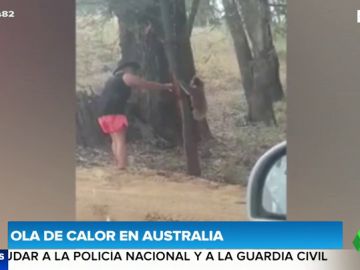 Koala bebiendo agua de un turista en Australia Koala bebiendo agua de un turista en Australia