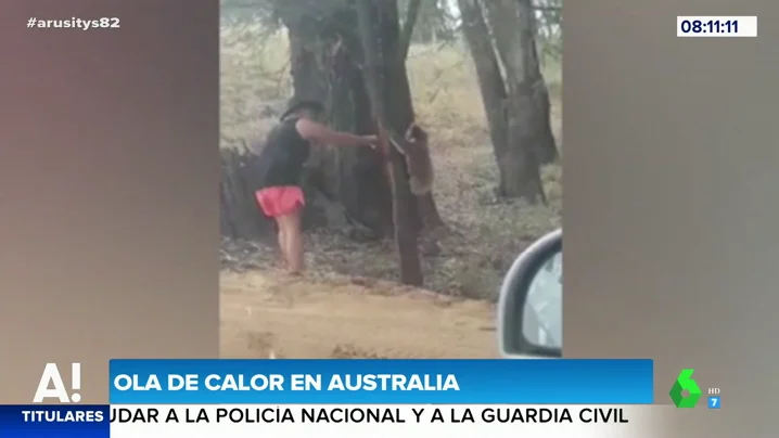 Koala bebiendo agua de un turista en Australia