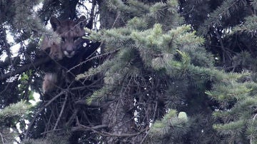 El joven puma en el árbol a ocho metros de altura