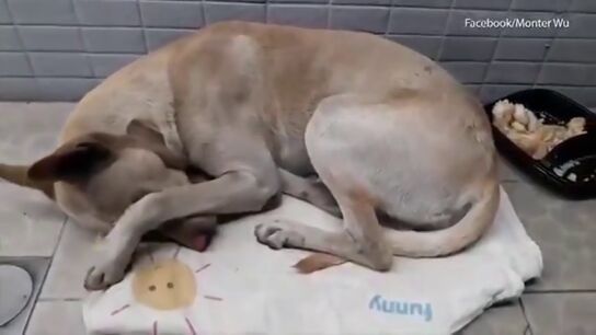 Un perro abandonado espera a su due&ntilde;o durante medio a&ntilde;o frente a un supermercado