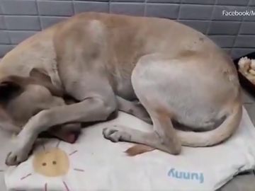 Un perro abandonado espera a su dueño durante medio año frente a un supermercado