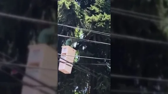 Cuando la ayuda humana hace más mal que bien al animal Cuando la ayuda humana hace más mal que bien al animal