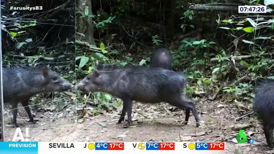 Animales mirándose al espejo en Brasil Animales mirándose al espejo en Brasil