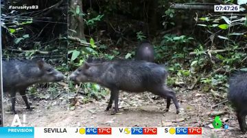 Animales mirándose al espejo en Brasil