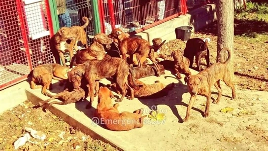 Los 18 perros en el parque infantil Los perros son de raza peligrosa