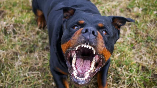 Imagen de archivo de un Rottweiler Imagen de archivo de un Rottweiler