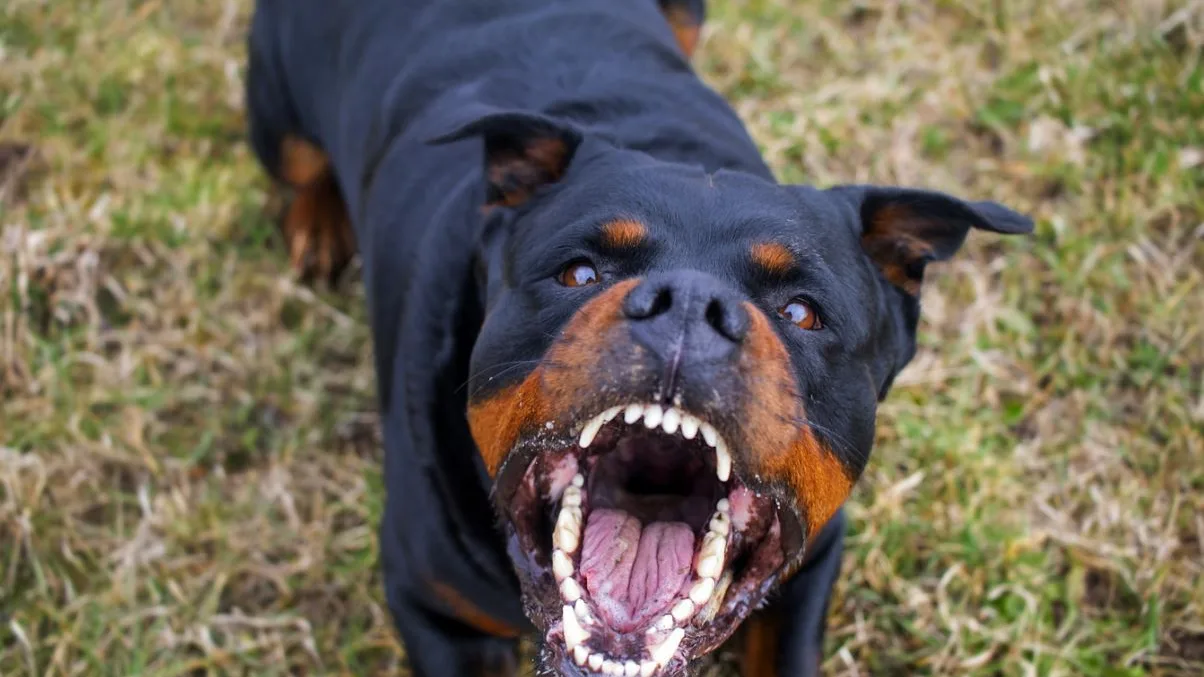 Imagen de archivo de un Rottweiler