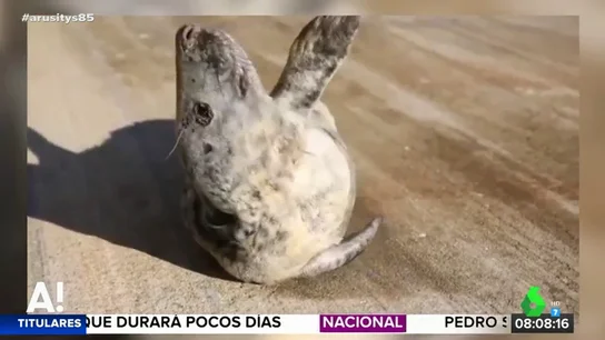 Una foca intenta regresar al mar Una foca intenta regresar al mar