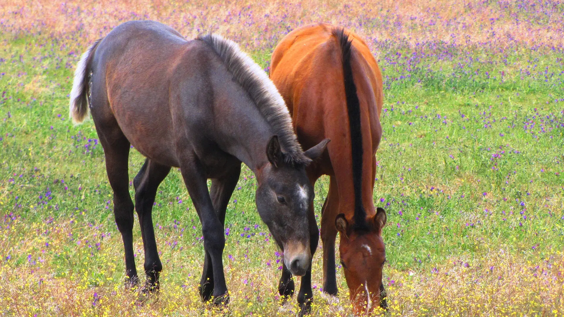 La morfologia de los purasangre lusitanos se ha adaptado para la competicion