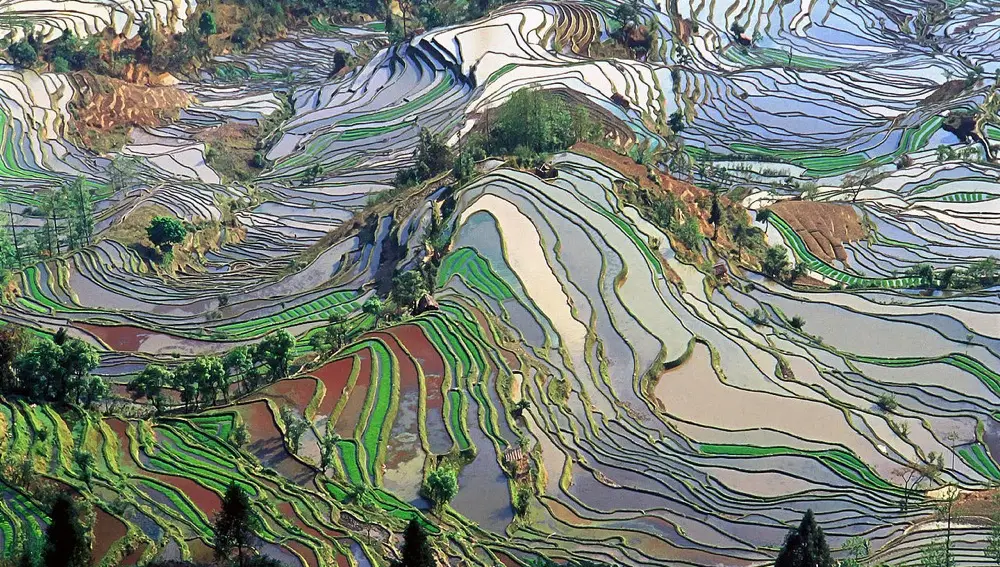 Terrazas de arroz
