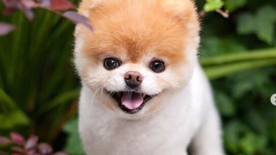 Imagen del perro Boo