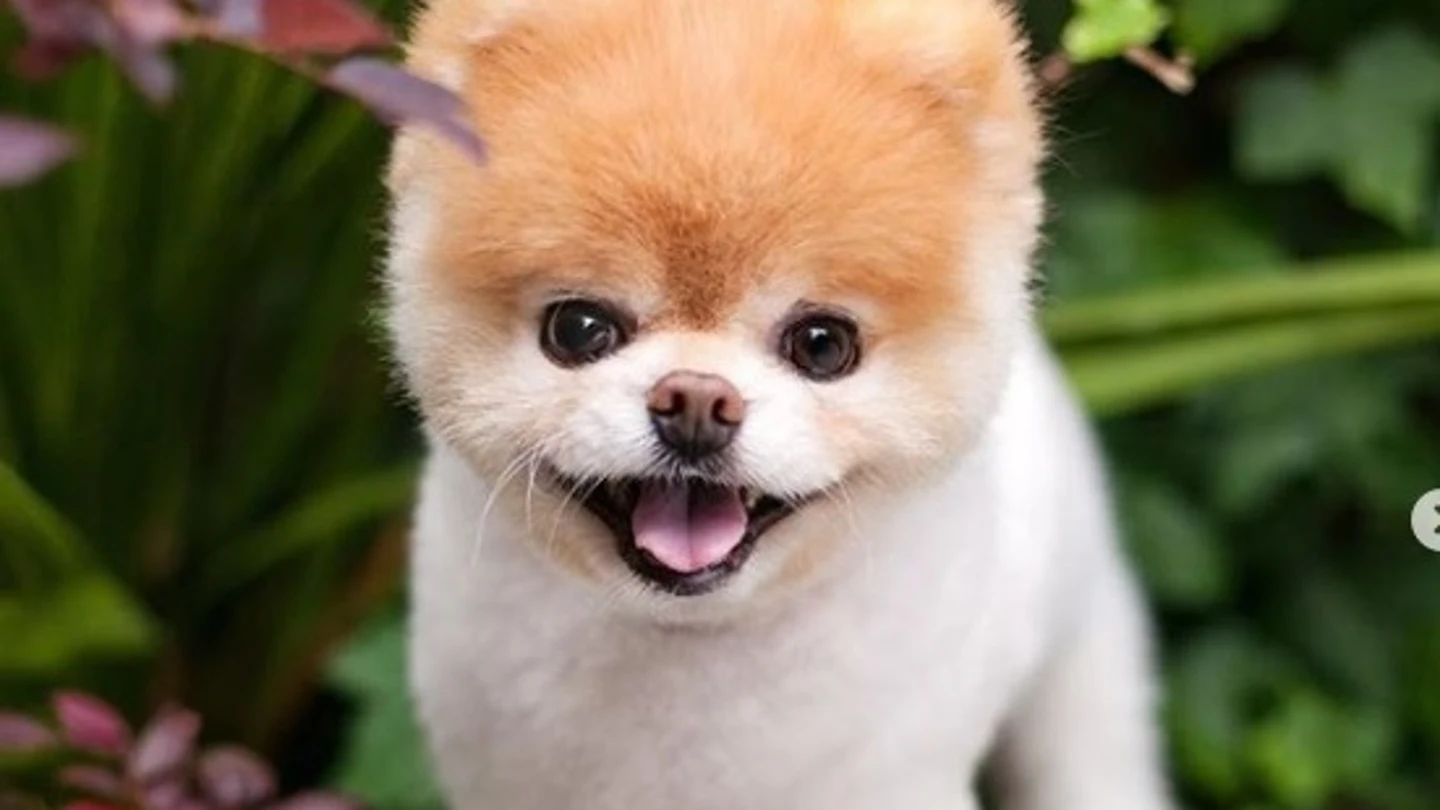 Imagen del perro Boo Imagen del perro Boo