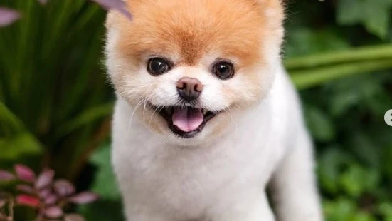 Imagen del perro Boo