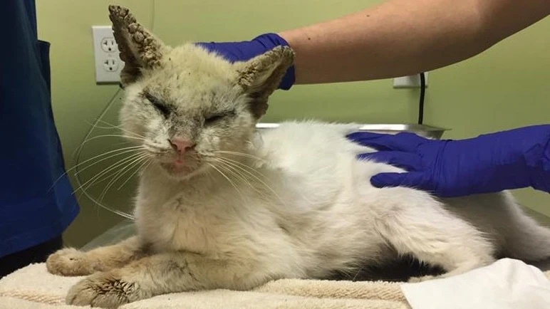 El gato Cotton tras ser rescatado.