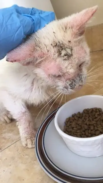 Cotton se alimenta de comida para gatos. Cotton se alimenta de comida para gatos.