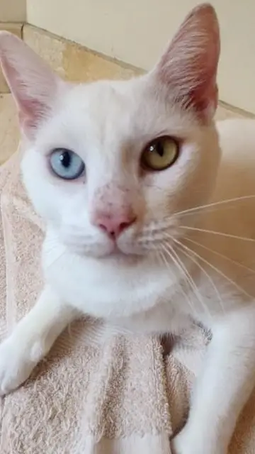 Cotton muestra sus ojos. Cotton muestra sus ojos.