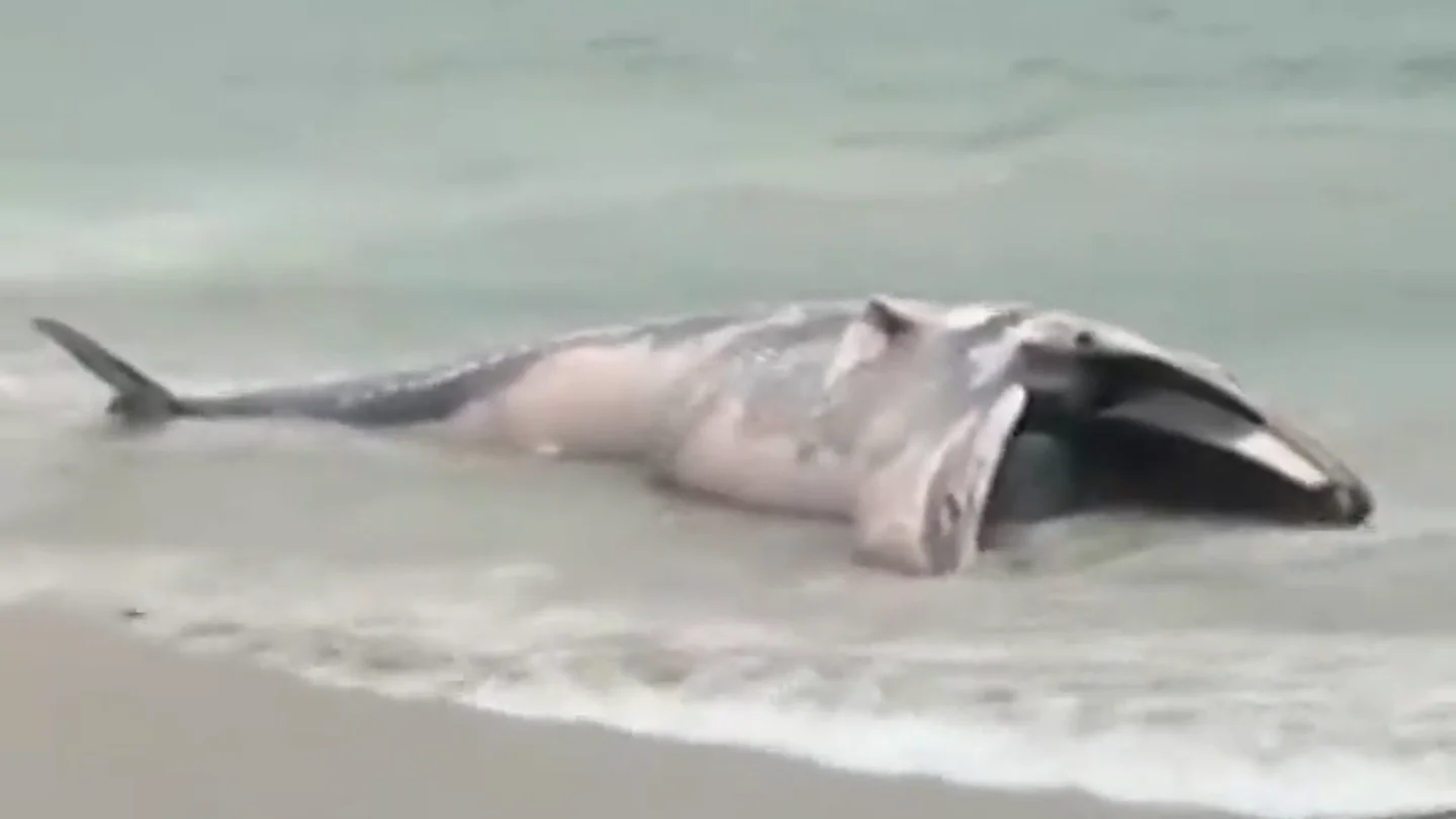 Imagen de la ballena que ha aparecido muerta en una playa del municipio coruñés de Ponteceso Imagen de la ballena que ha aparecido muerta en una playa del municipio coruñés de Ponteceso