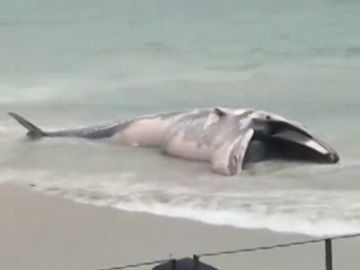 Imagen de la ballena que ha aparecido muerta en una playa del municipio coruñés de Ponteceso