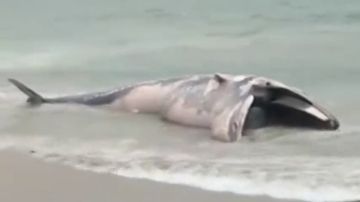 Imagen de la ballena que ha aparecido muerta en una playa del municipio coruñés de Ponteceso