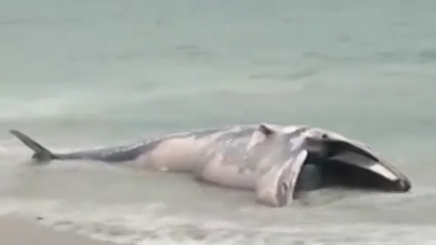 Imagen de la ballena que ha aparecido muerta en una playa del municipio coruñés de Ponteceso