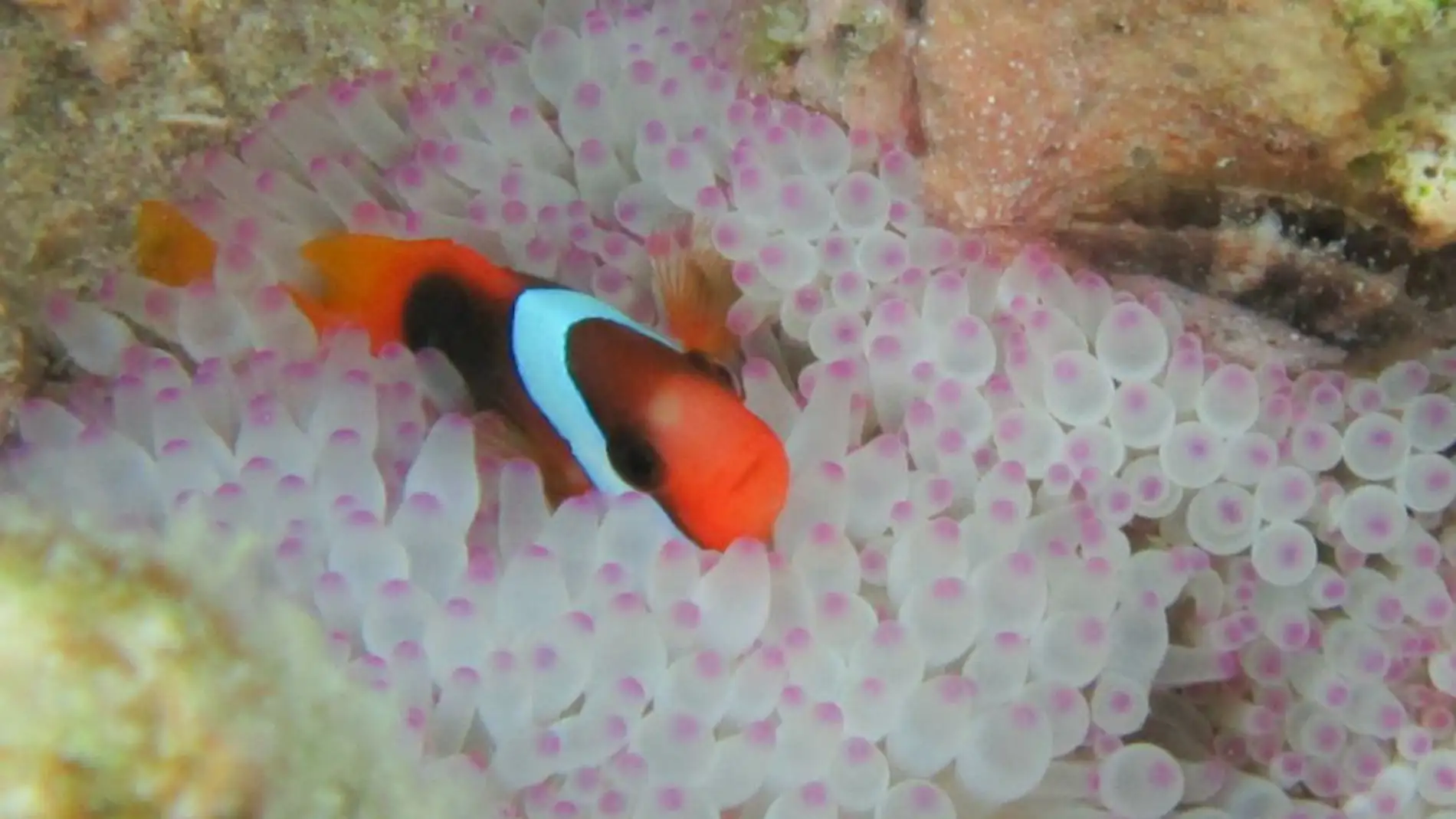 Las aguas turbias del oceano angustian a Nemo