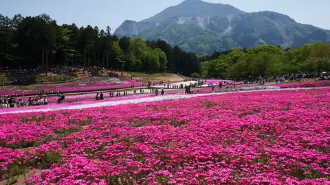Colina de Shibazura, Sitama, Japón Los pueblos que debes visitar en tu viaje a Japón