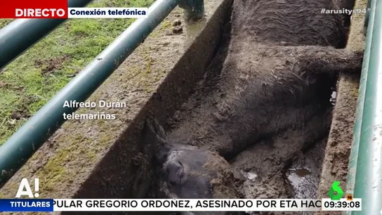 Escalofriante caso de maltrato animal: Hallan a cuatro caballos muertos y otros cinco heridos en Vigo Escalofriante caso de maltrato animal: Hallan a cuatro caballos muertos y otros cinco heridos en Vigo