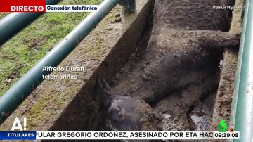 Escalofriante caso de maltrato animal: Hallan a cuatro caballos muertos y otros cinco heridos en Vigo