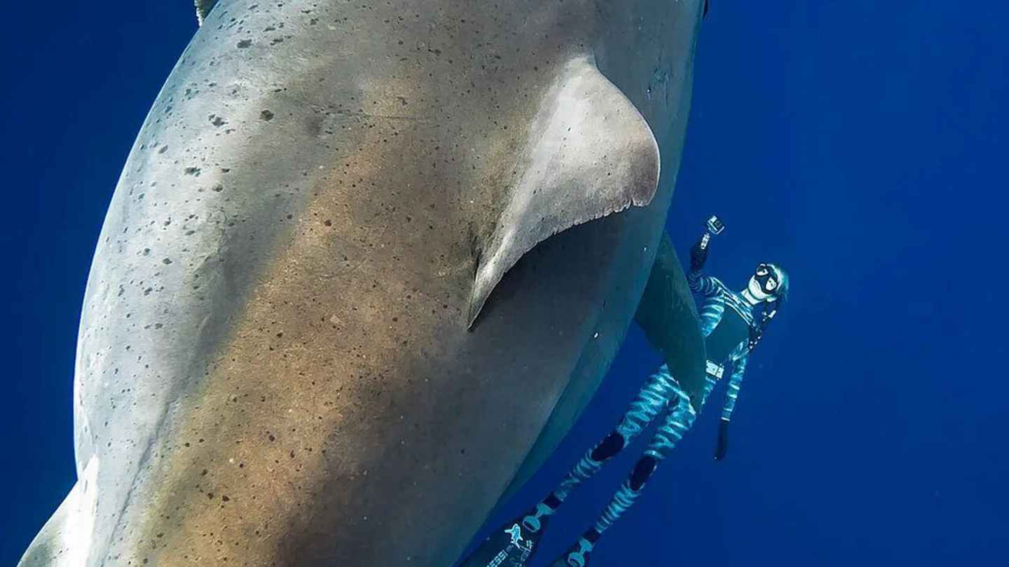 Deep Blue Deep Blue
