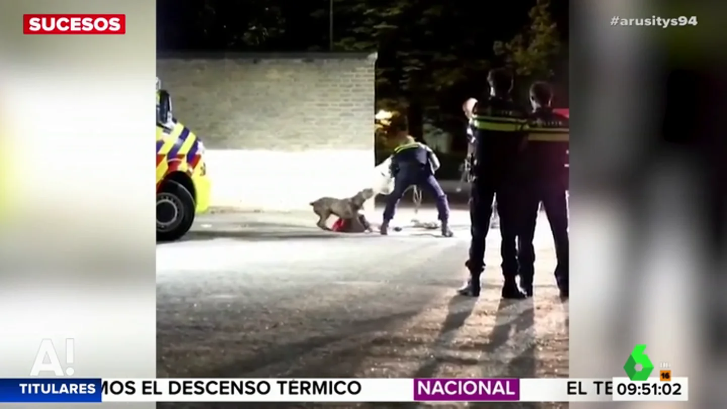 Así tranquiliza la Policía a un perro que intenta proteger a su dueña herida Así tranquiliza la Policía a un perro que intenta proteger a su dueña herida