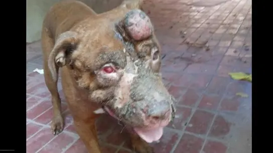 Teo, el perro que se ha quedado ciego después de que le lanzaran ácido. Teo, el perro que se ha quedado ciego después de que le lanzaran ácido.