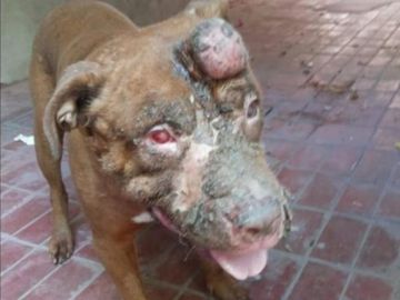 Teo, el perro que se ha quedado ciego después de que le lanzaran ácido. Teo, el perro que se ha quedado ciego después de que le lanzaran ácido.