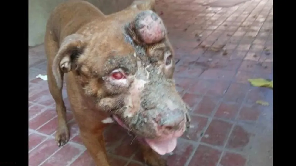 Teo, el perro que se ha quedado ciego después de que le lanzaran ácido.