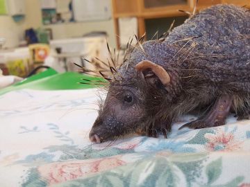 Oso, el erizo que perdió sus púas debido al estrés Oso, el erizo que perdió sus púas debido al estrés