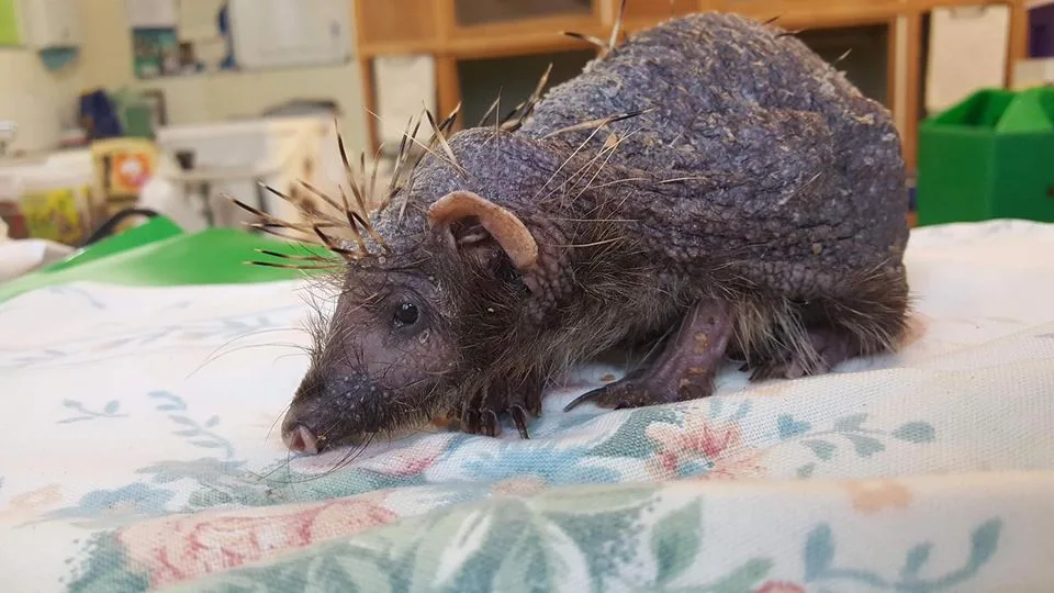 Oso, el erizo que perdió sus púas debido al estrés