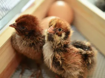 Pollos Pollos