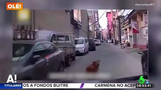 Un perro guía a una ambulancia hasta el lugar en el que está inconsciente su dueño Un perro guía a una ambulancia hasta el lugar en el que está inconsciente su dueño