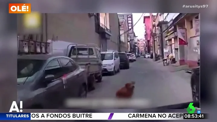 Un perro guía a una ambulancia hasta el lugar en el que está inconsciente su dueño